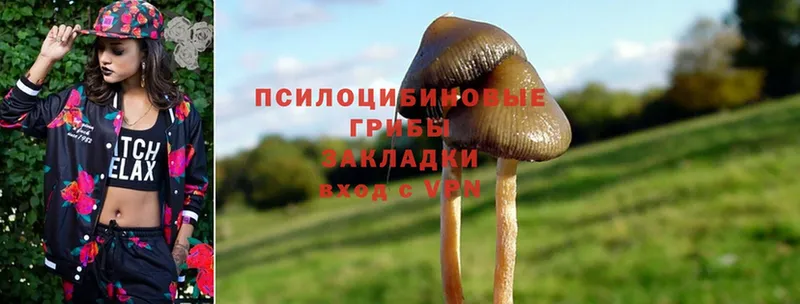 МЕГА ССЫЛКА  Черногорск  Псилоцибиновые грибы Magic Shrooms 